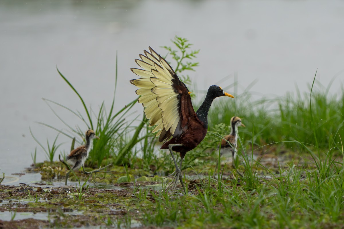 Northern Jacana - ML643983248
