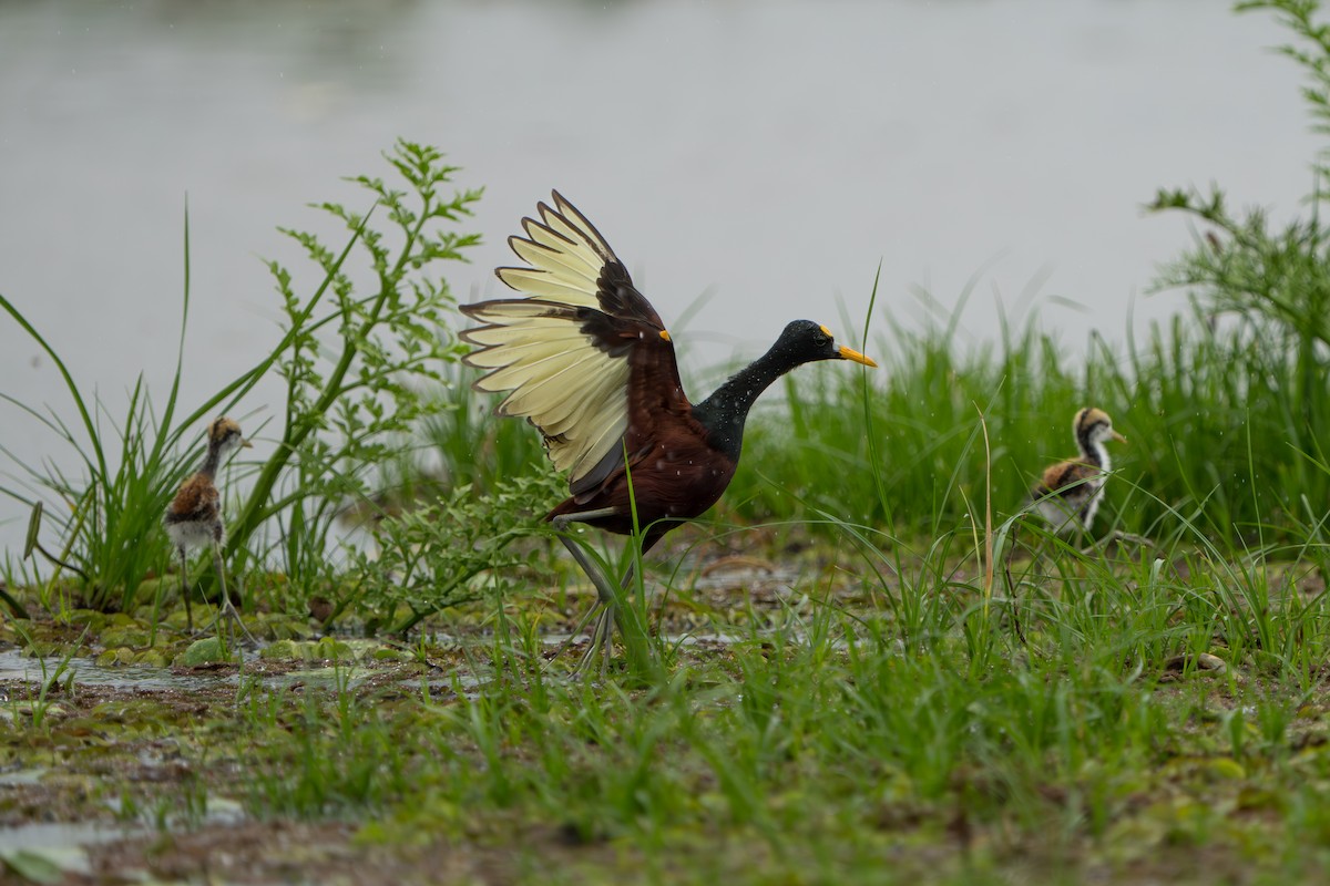 Northern Jacana - ML643983249