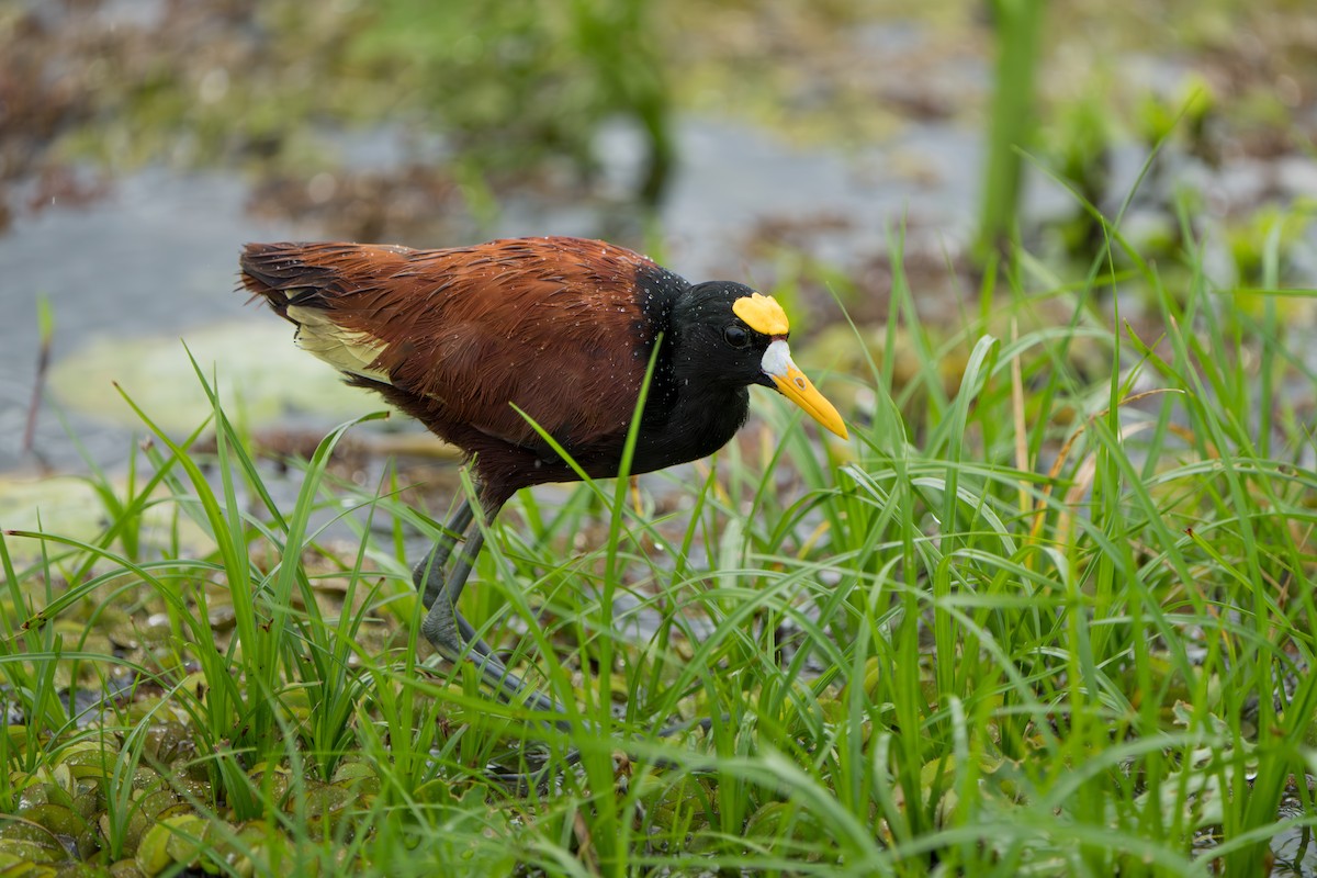 Northern Jacana - ML643983251