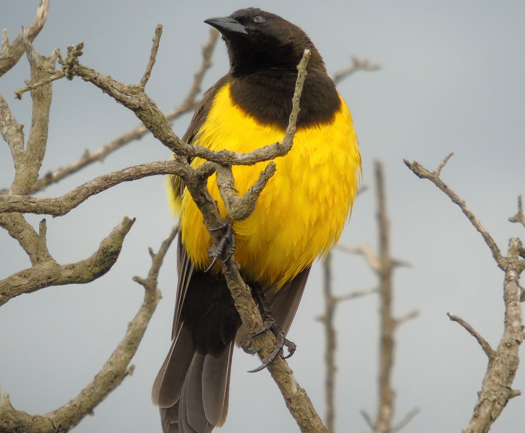 Yellow-rumped Marshbird - ML643983252