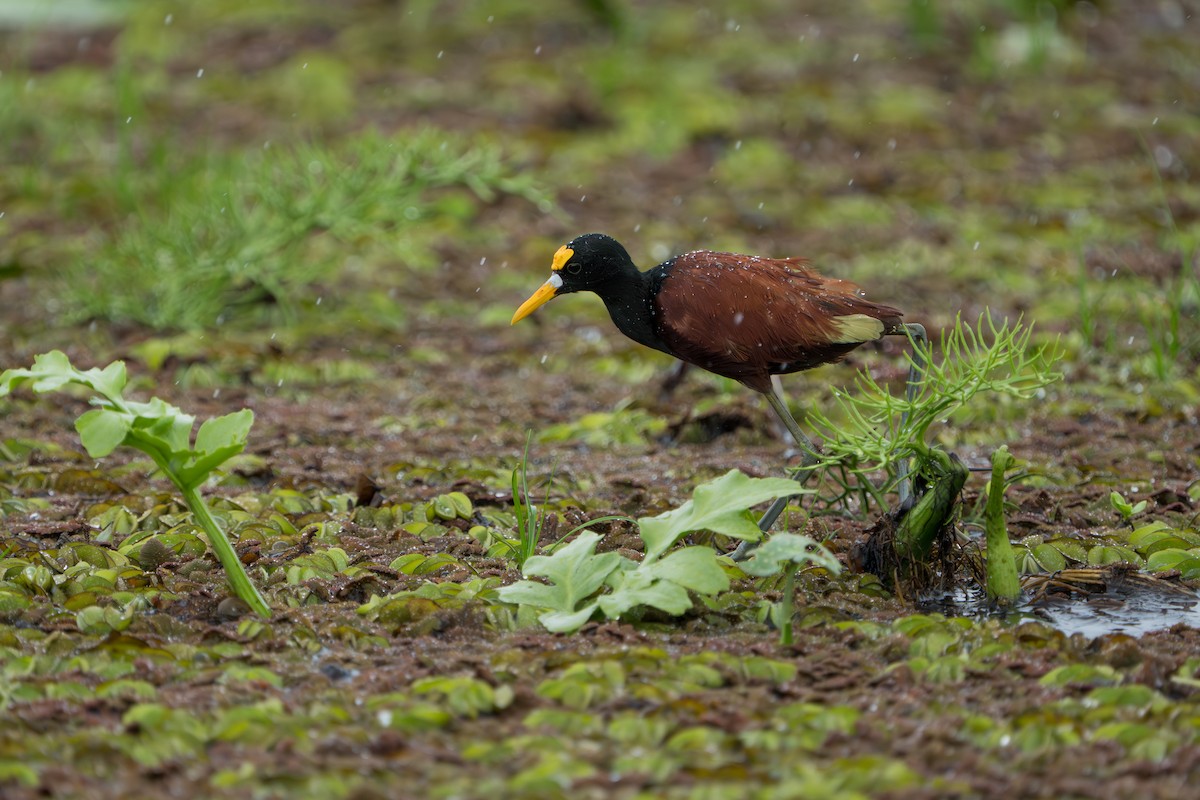 Northern Jacana - ML643983258