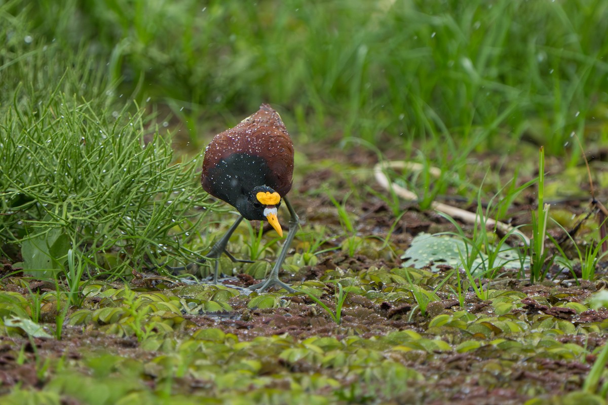 Northern Jacana - ML643983260