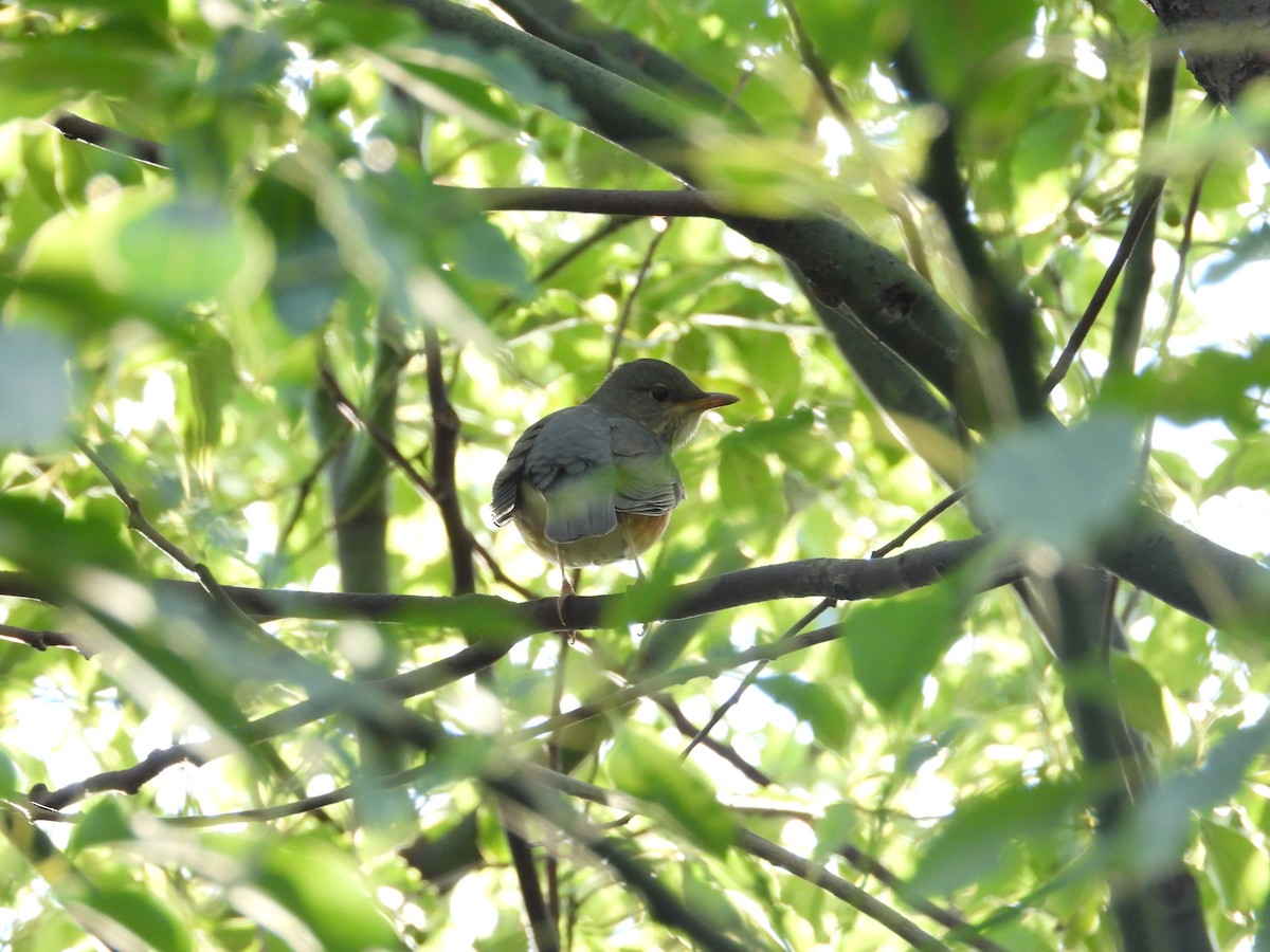 Gray-backed Thrush - ML643983262