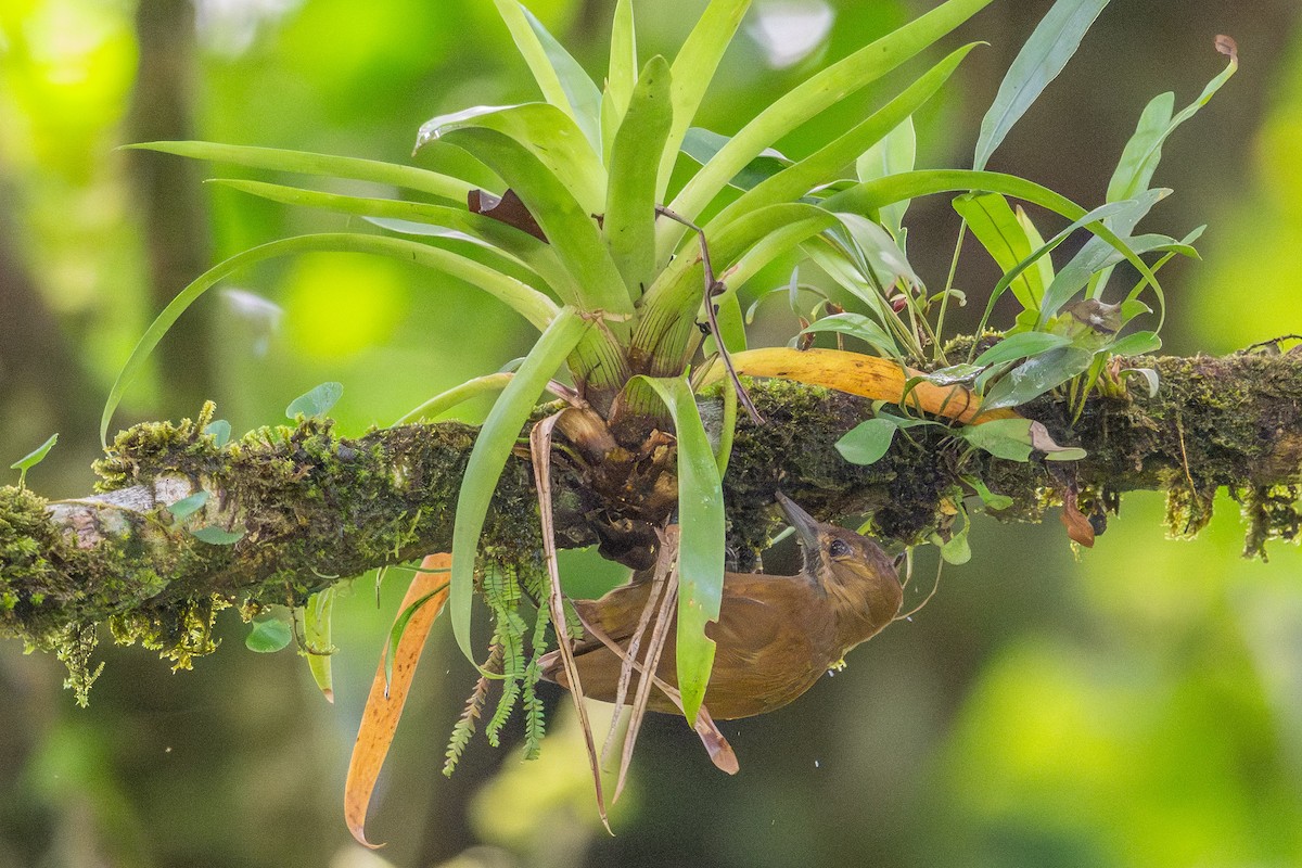 ハゲラ - ML643983268