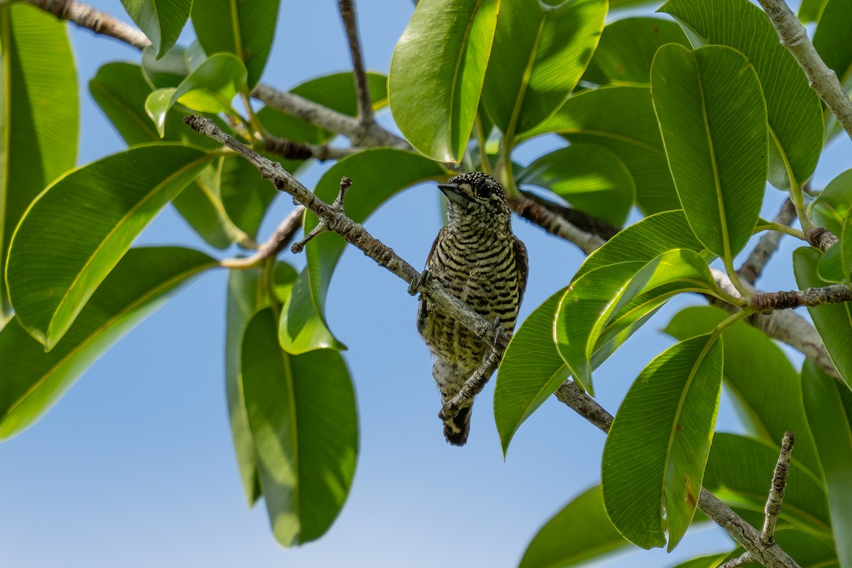 Golden-spangled Piculet - ML643983269