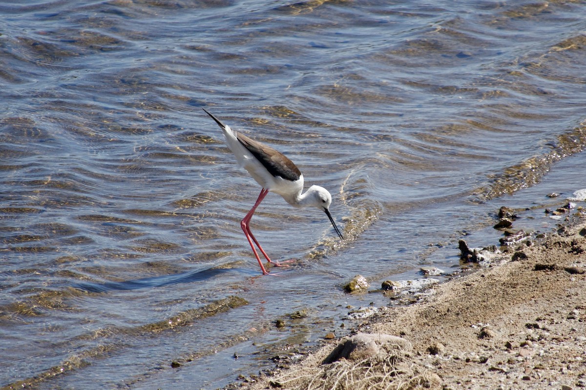 Black-winged Stilt - ML643983271