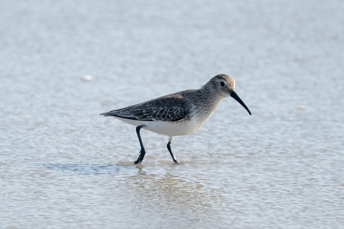 Dunlin - ML643983272