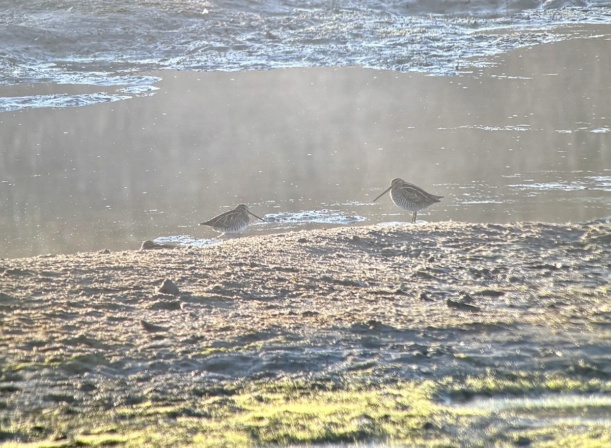 Wilsonbekassine - ML643983277