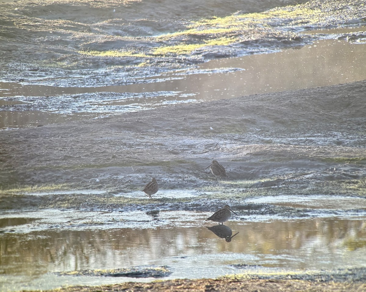 Wilsonbekassine - ML643983278