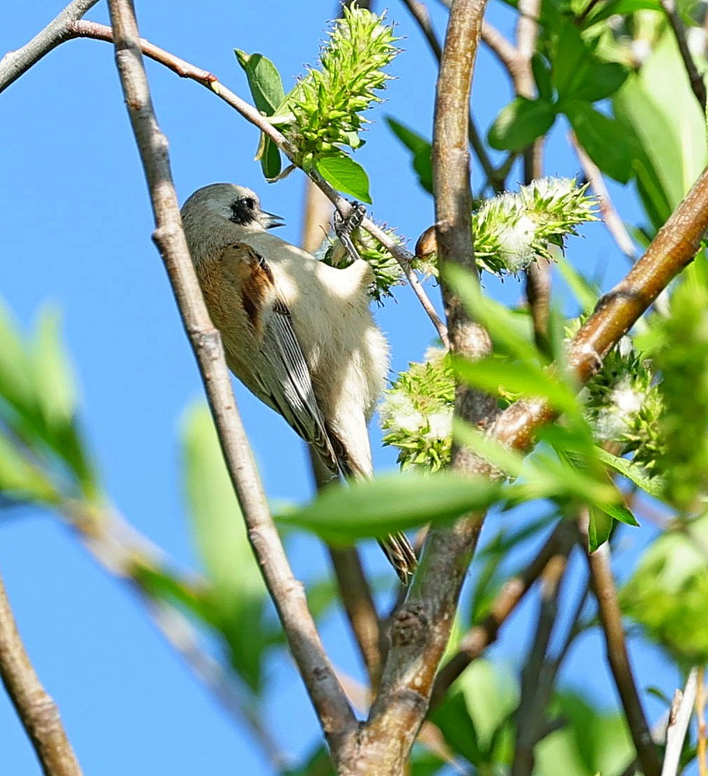 White-crowned Penduline-Tit - ML643983280