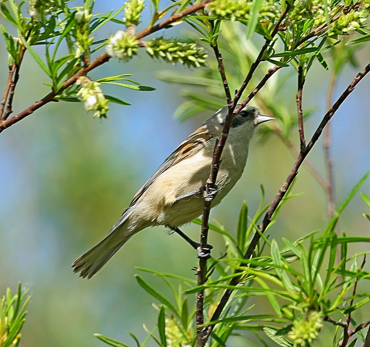 White-crowned Penduline-Tit - ML643983281