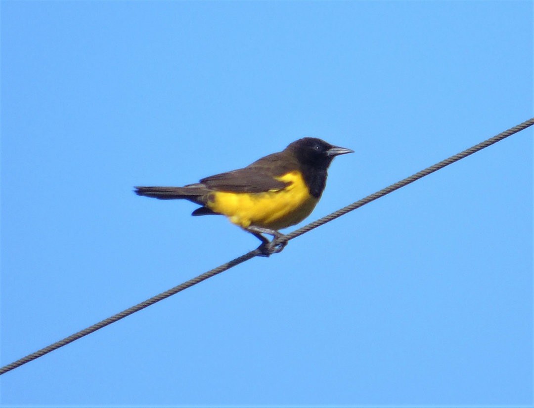 Yellow-rumped Marshbird - ML643983293