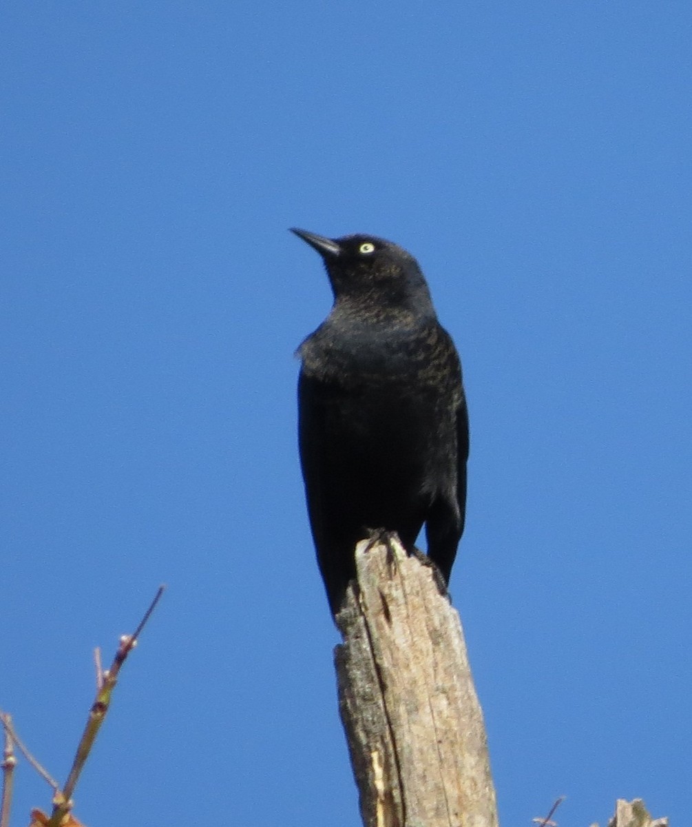 Rusty Blackbird - ML643983296