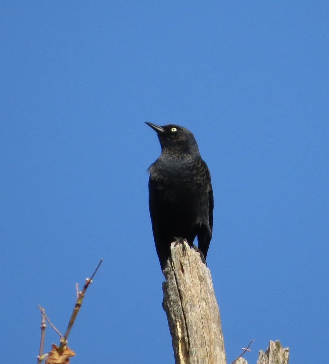 Rusty Blackbird - ML643983297