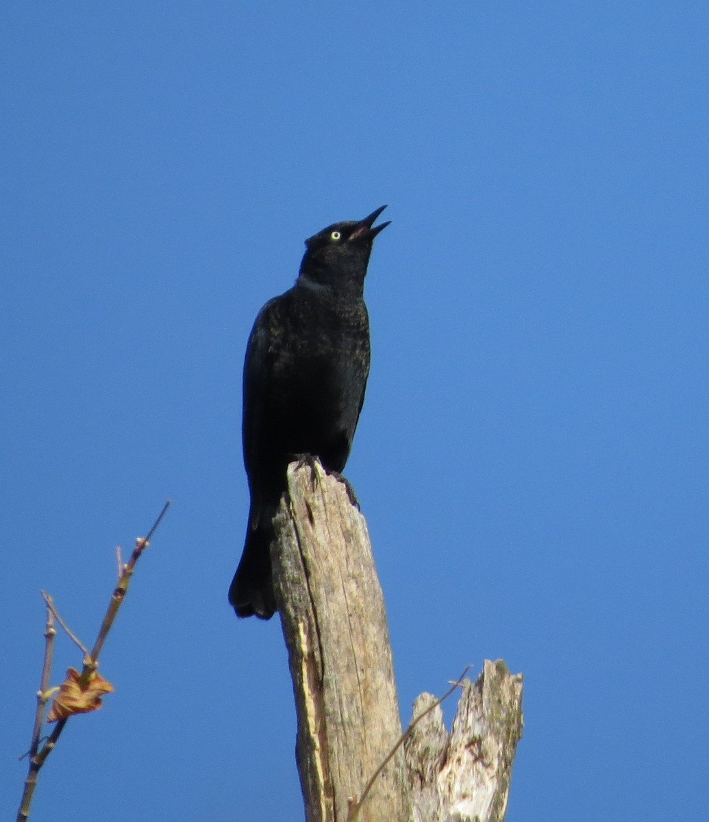 Rusty Blackbird - ML643983298