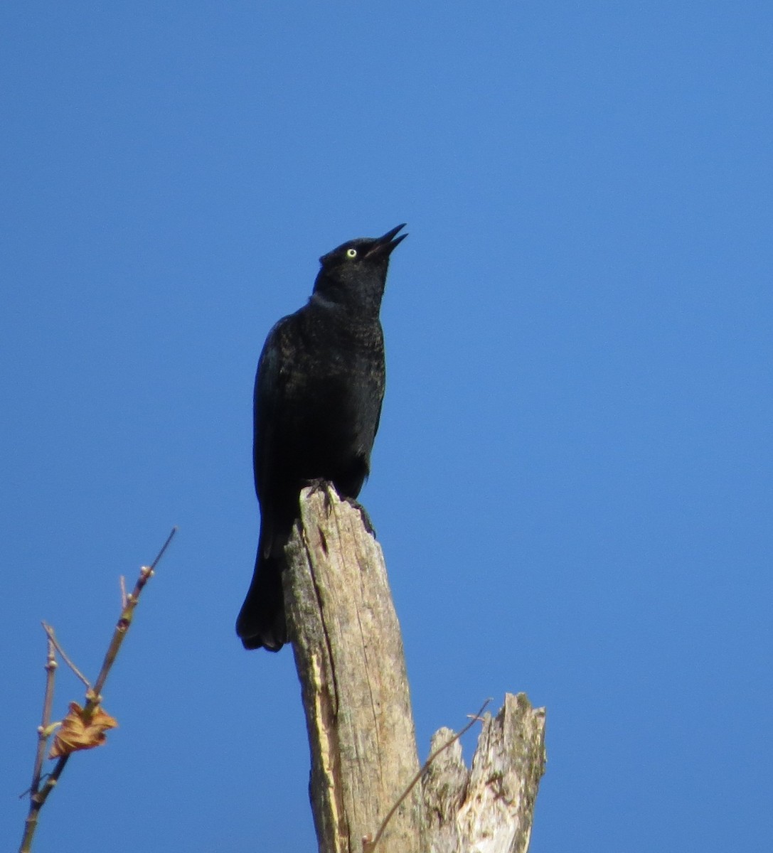 Rusty Blackbird - ML643983299