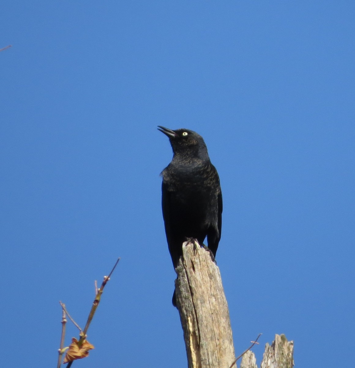 Rusty Blackbird - ML643983300