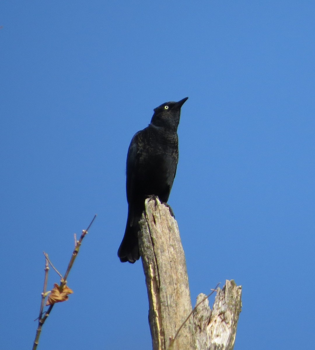 Rusty Blackbird - ML643983301