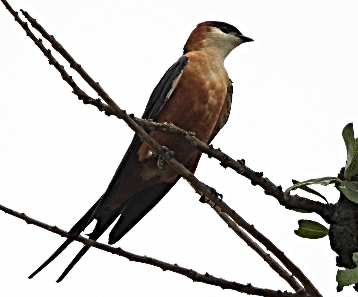 Mosque Swallow - ML643983302