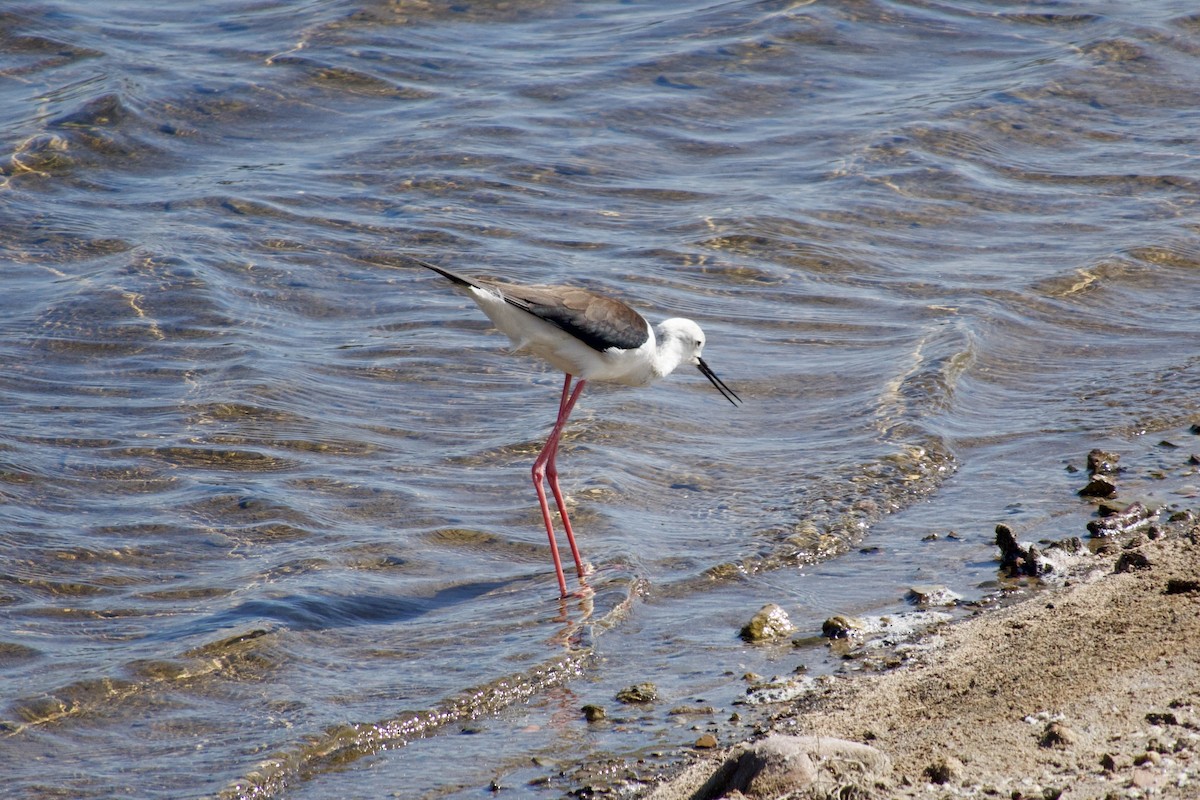 Black-winged Stilt - ML643983313