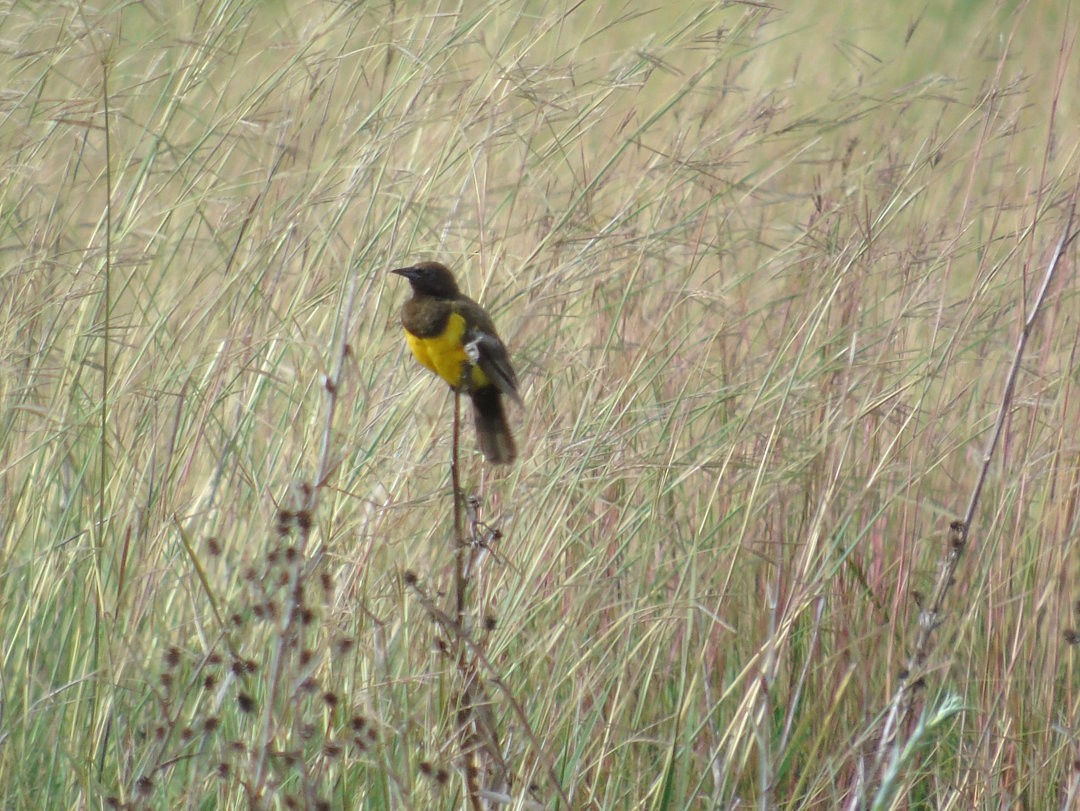 Yellow-rumped Marshbird - ML643983337