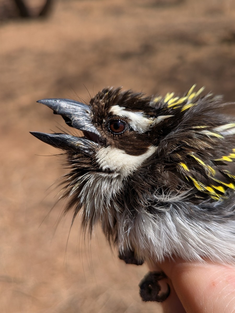Schwarzkopf-Bartvogel - ML643983348