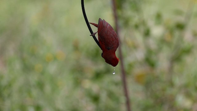 Northern Cardinal - ML643983363