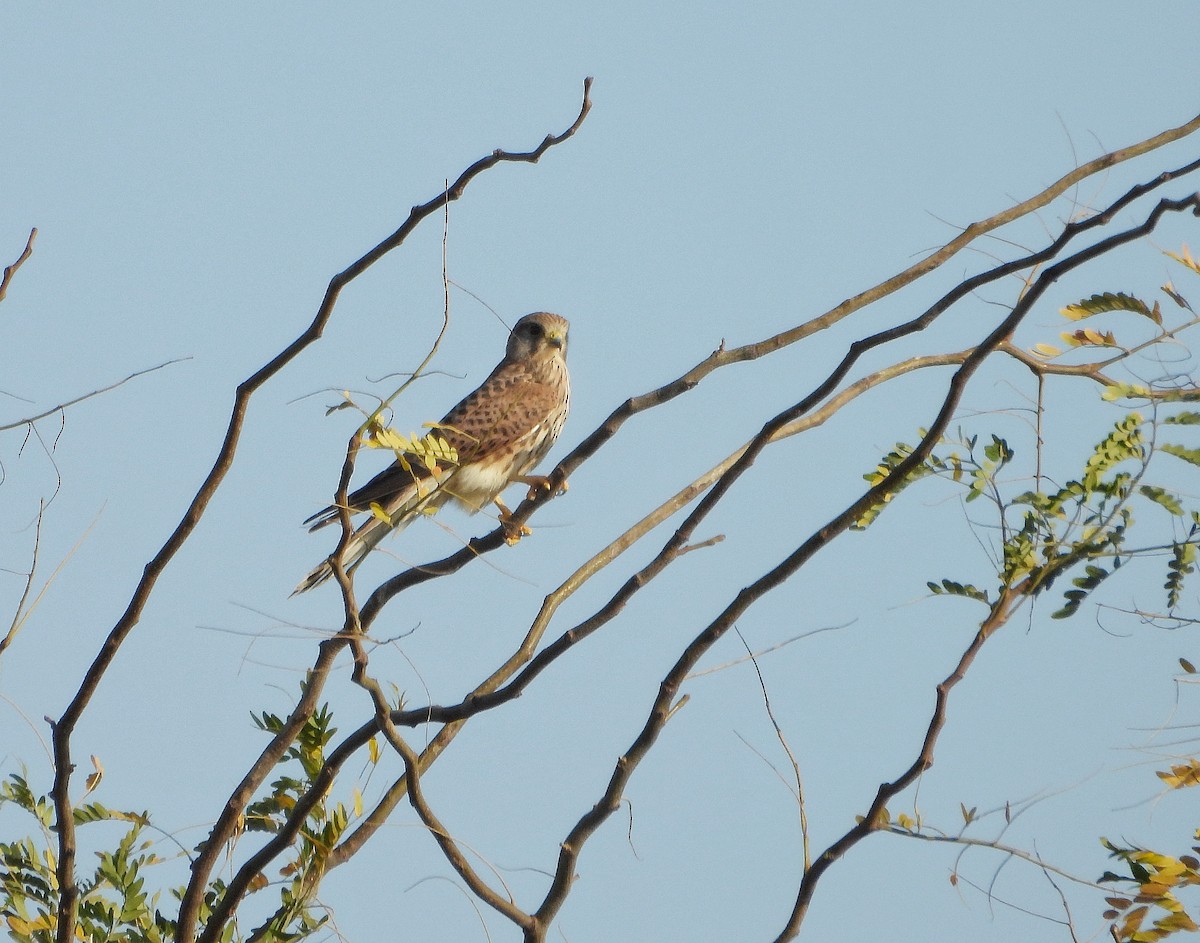 Turmfalke - ML643983367