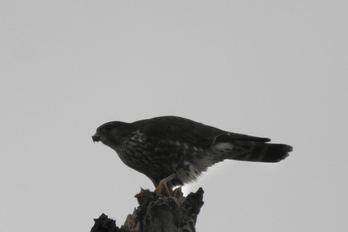Merlin - ML643983369