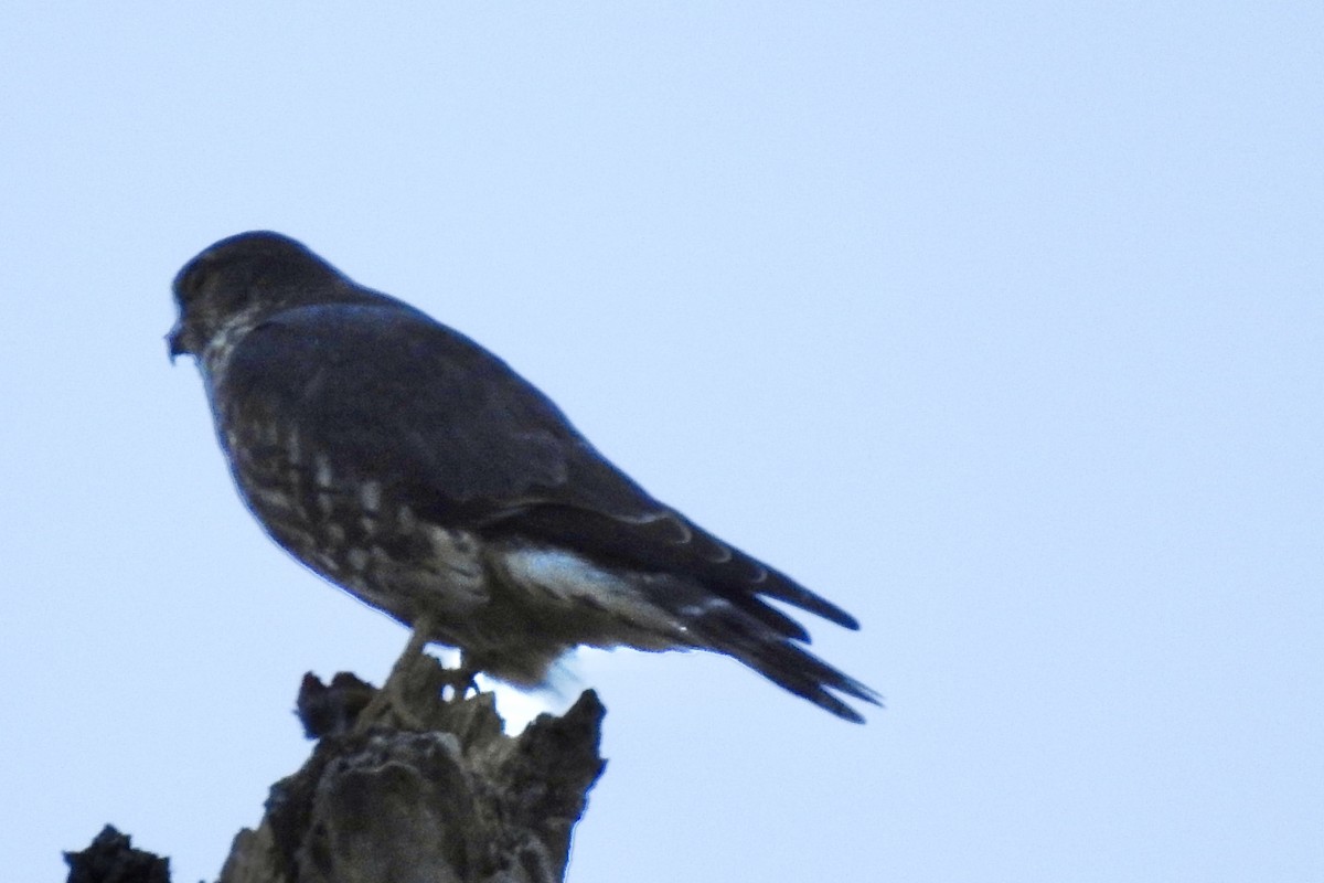 Merlin - ML643983372