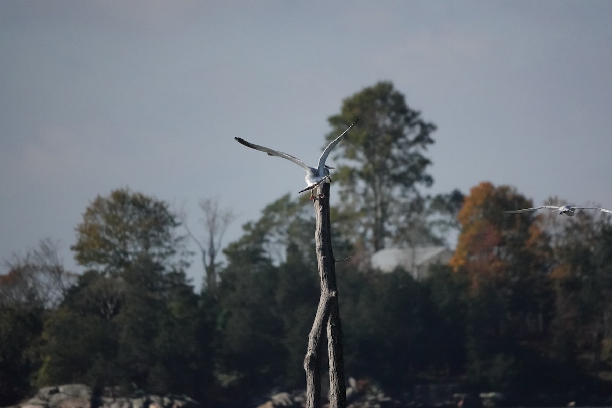 Royal Tern - ML643983375