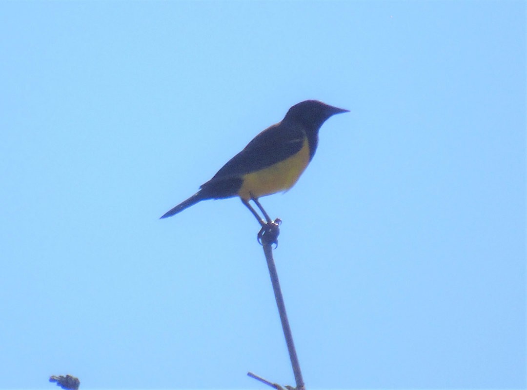 Yellow-rumped Marshbird - ML643983378