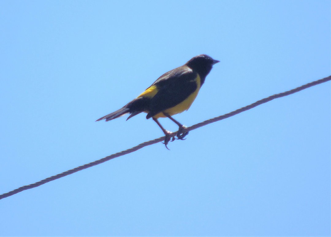 Yellow-rumped Marshbird - ML643983379