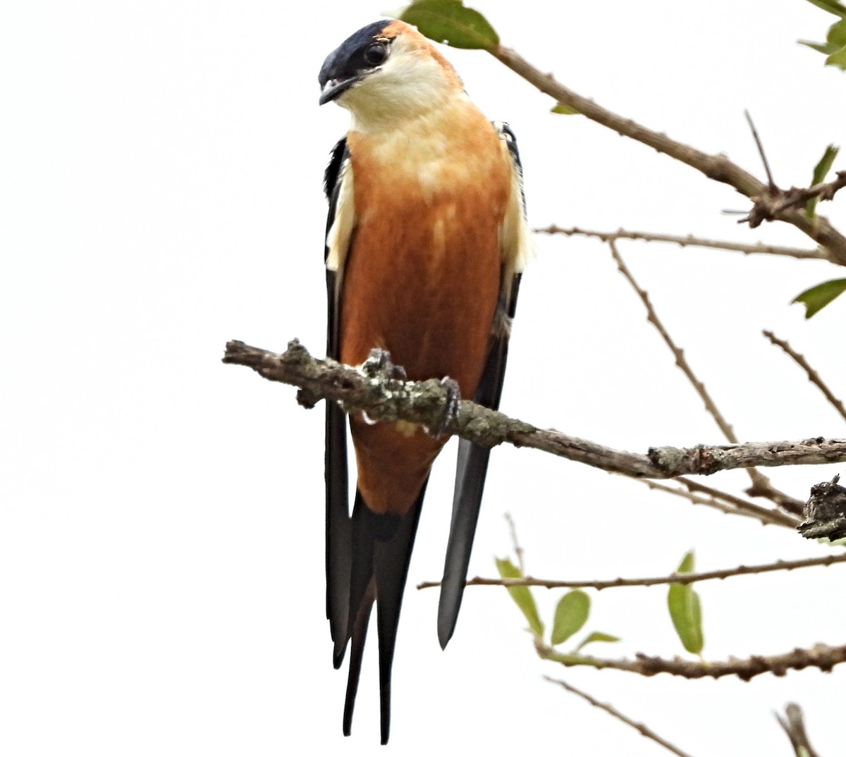 Mosque Swallow - ML643983393