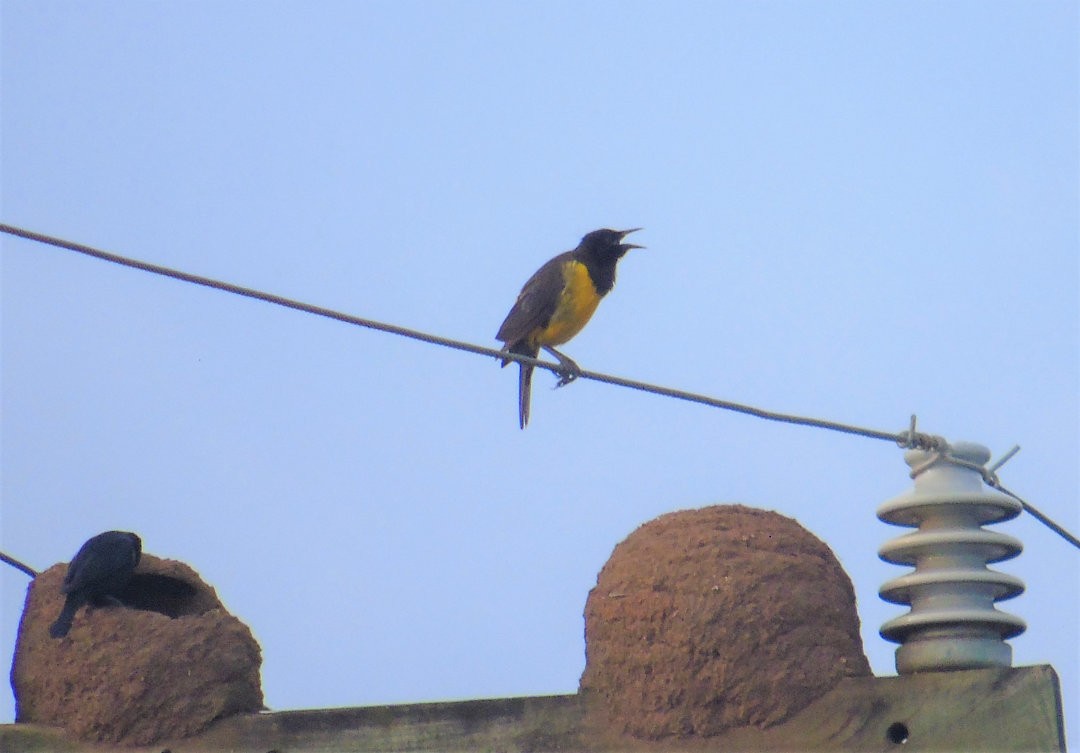Yellow-rumped Marshbird - ML643983395