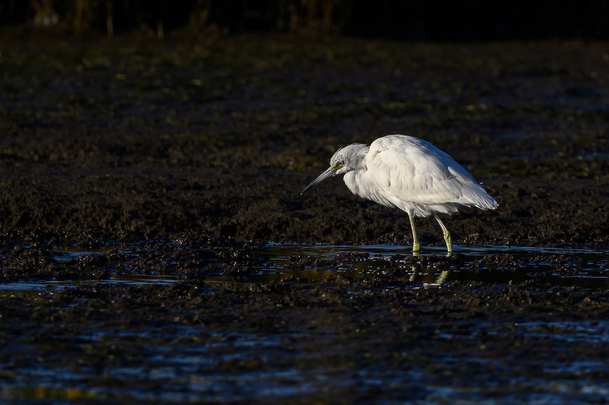 Little Blue Heron - ML643983396