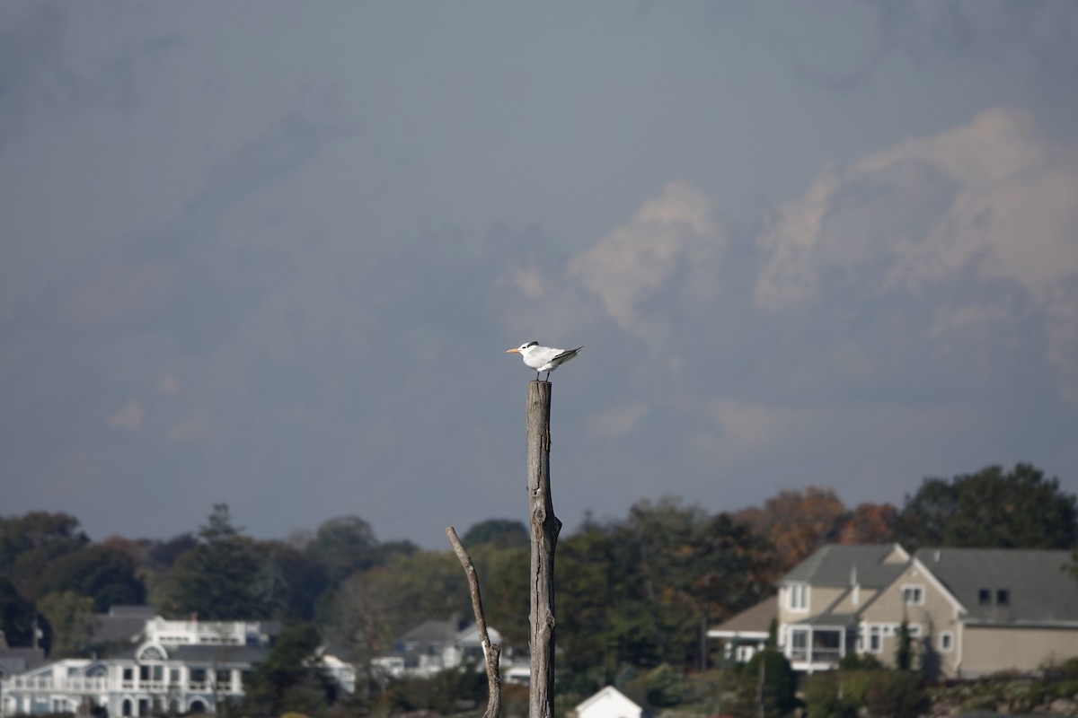 Royal Tern - ML643983404