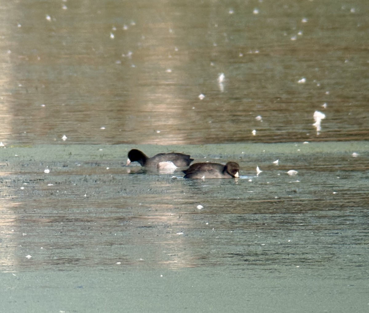 American Coot - ML643983405