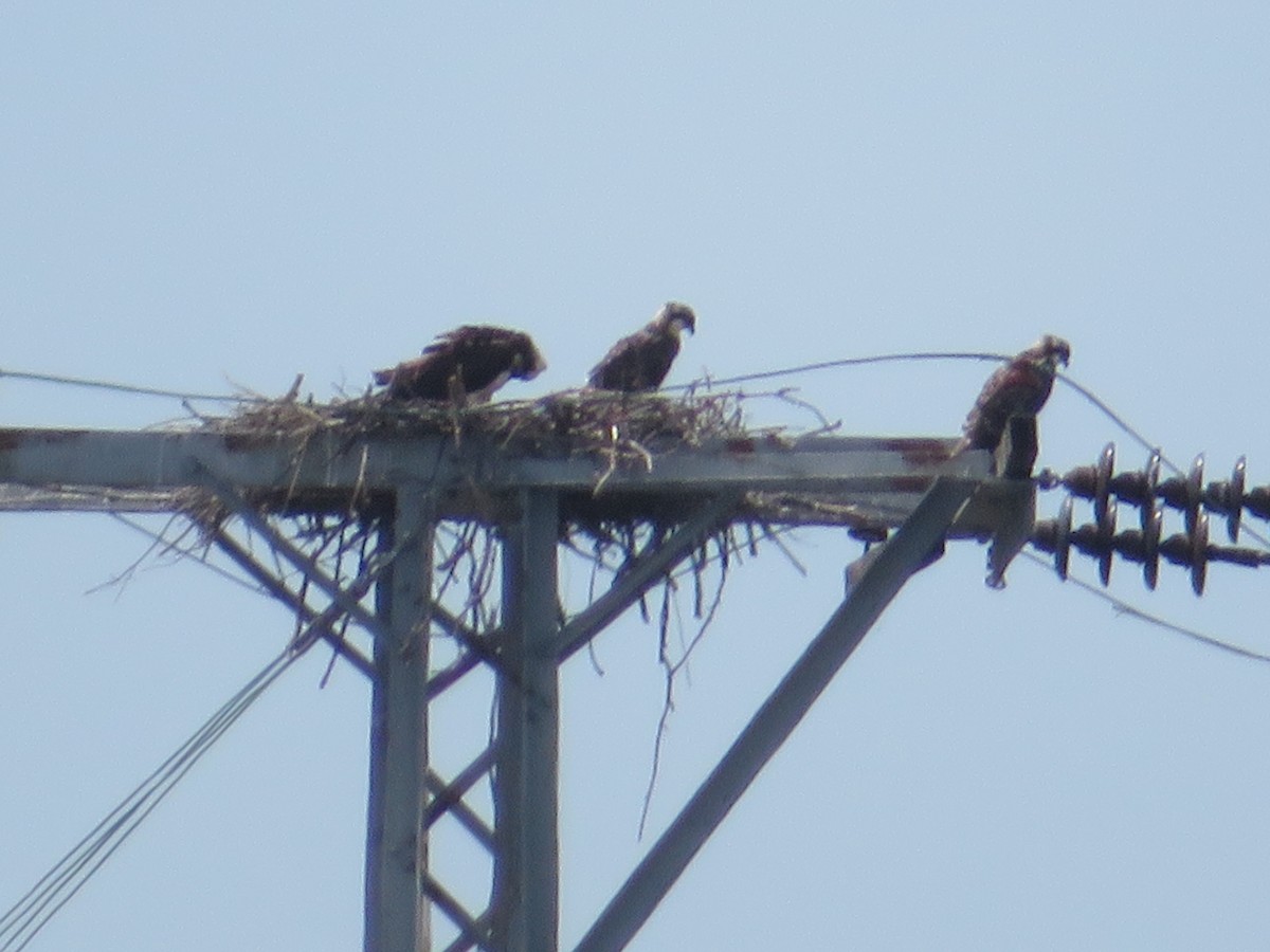 Osprey - ML64398341