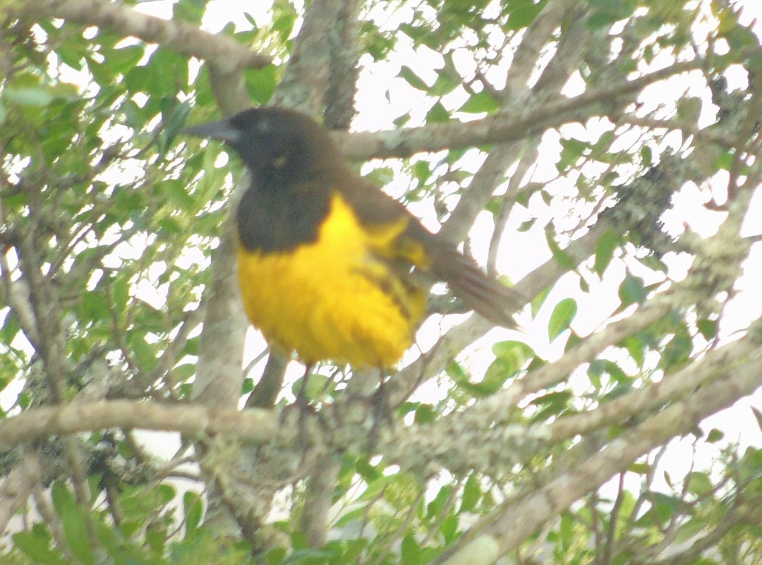 Yellow-rumped Marshbird - ML643983420