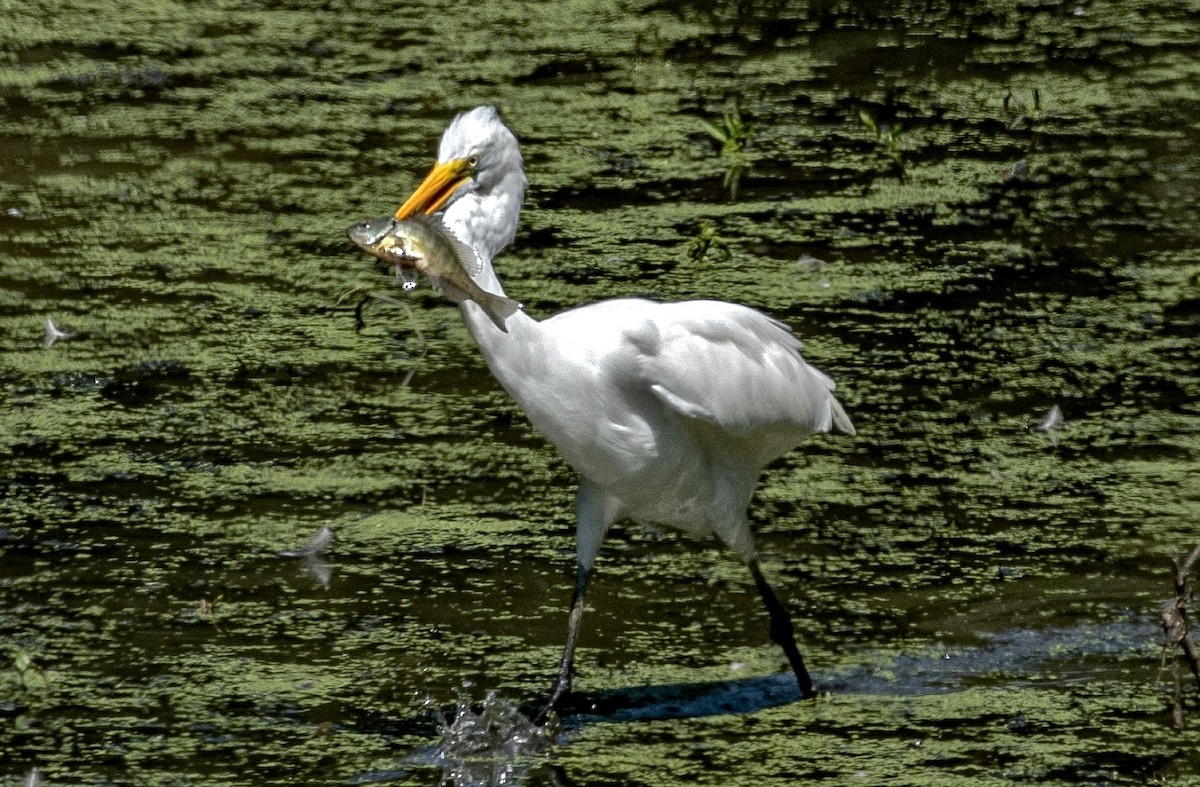 Great Egret - ML643983431