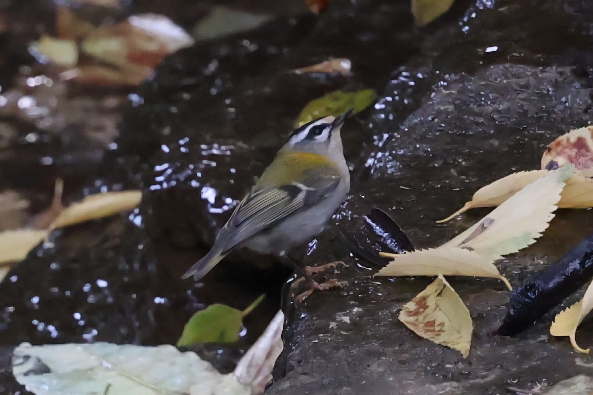 Common Firecrest - ML643983432