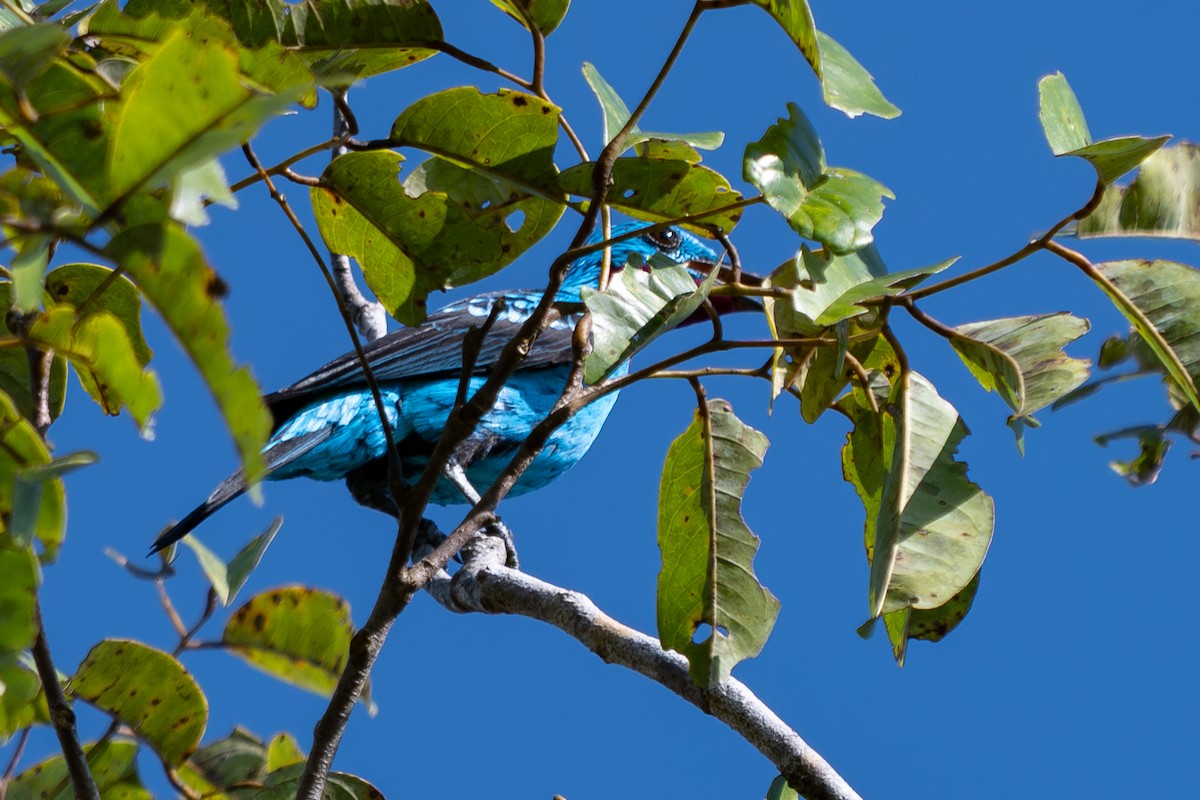 Spangled Cotinga - ML643983437