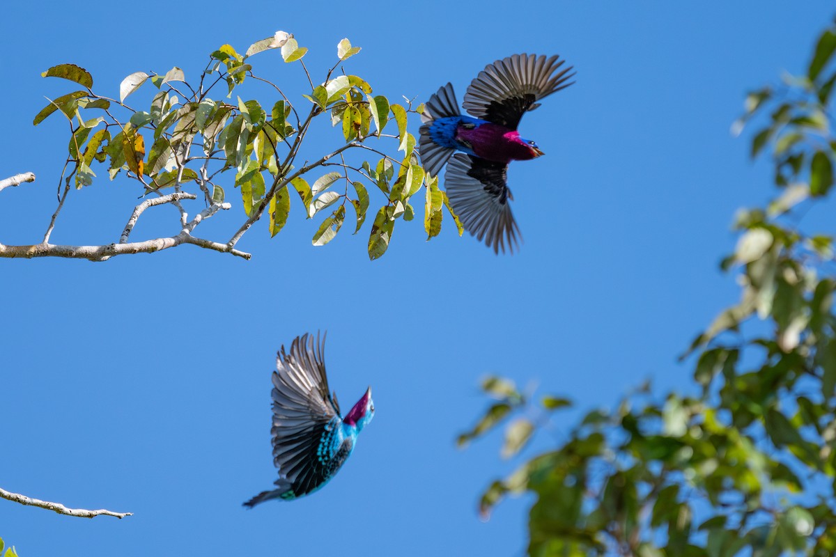 Spangled Cotinga - ML643983438
