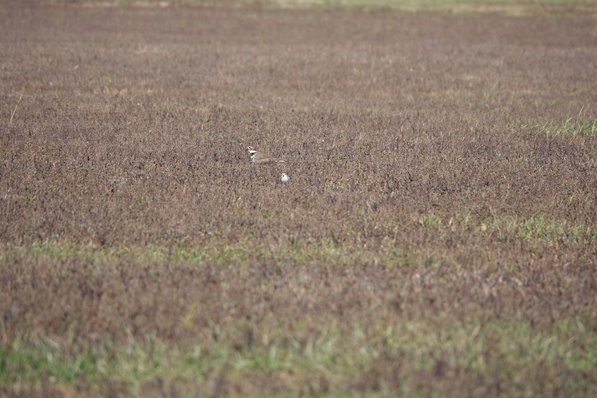 Killdeer - ML643983439