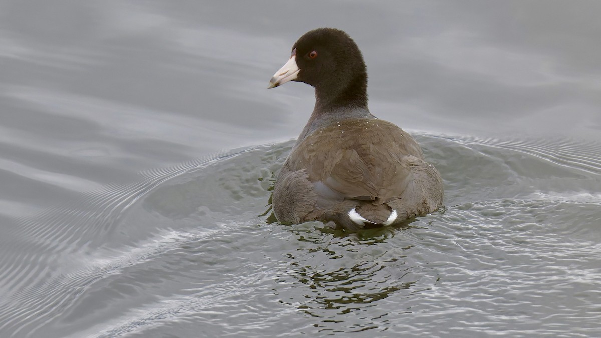 American Coot - ML643983449