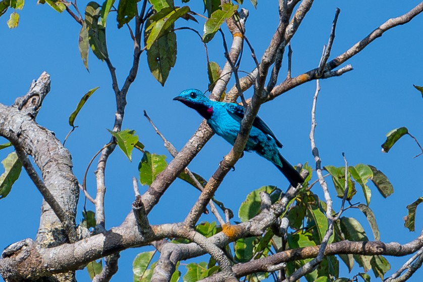 Spangled Cotinga - ML643983456