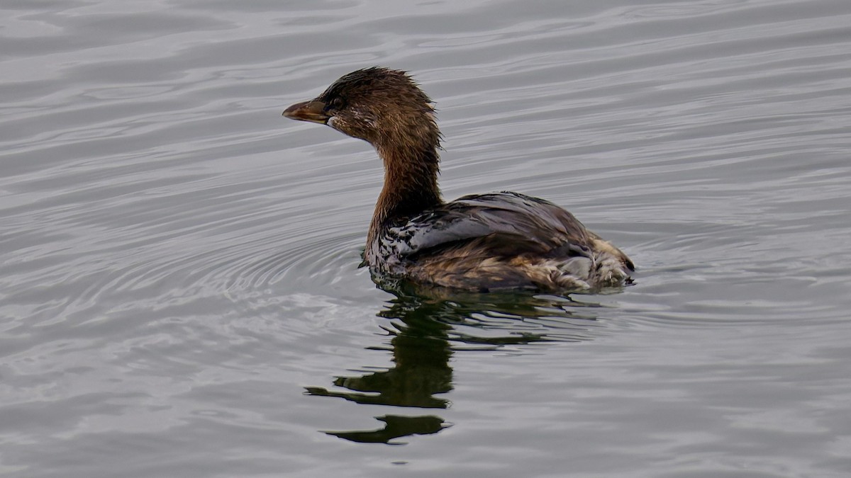 Pied-billed Grebe - ML643983457