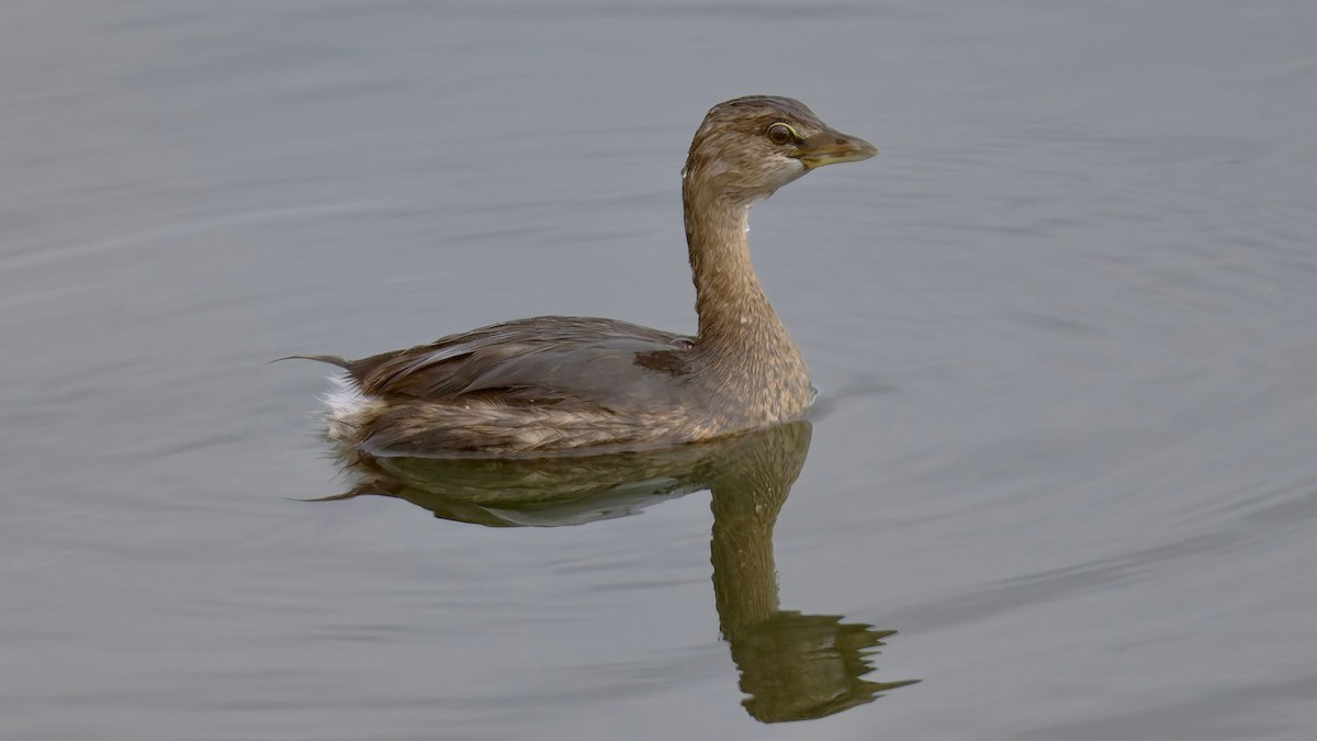 Pied-billed Grebe - ML643983459