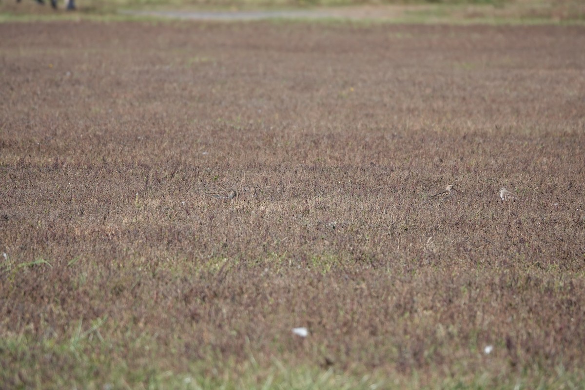White-rumped Sandpiper - ML643983460